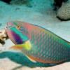 erinparrotfish